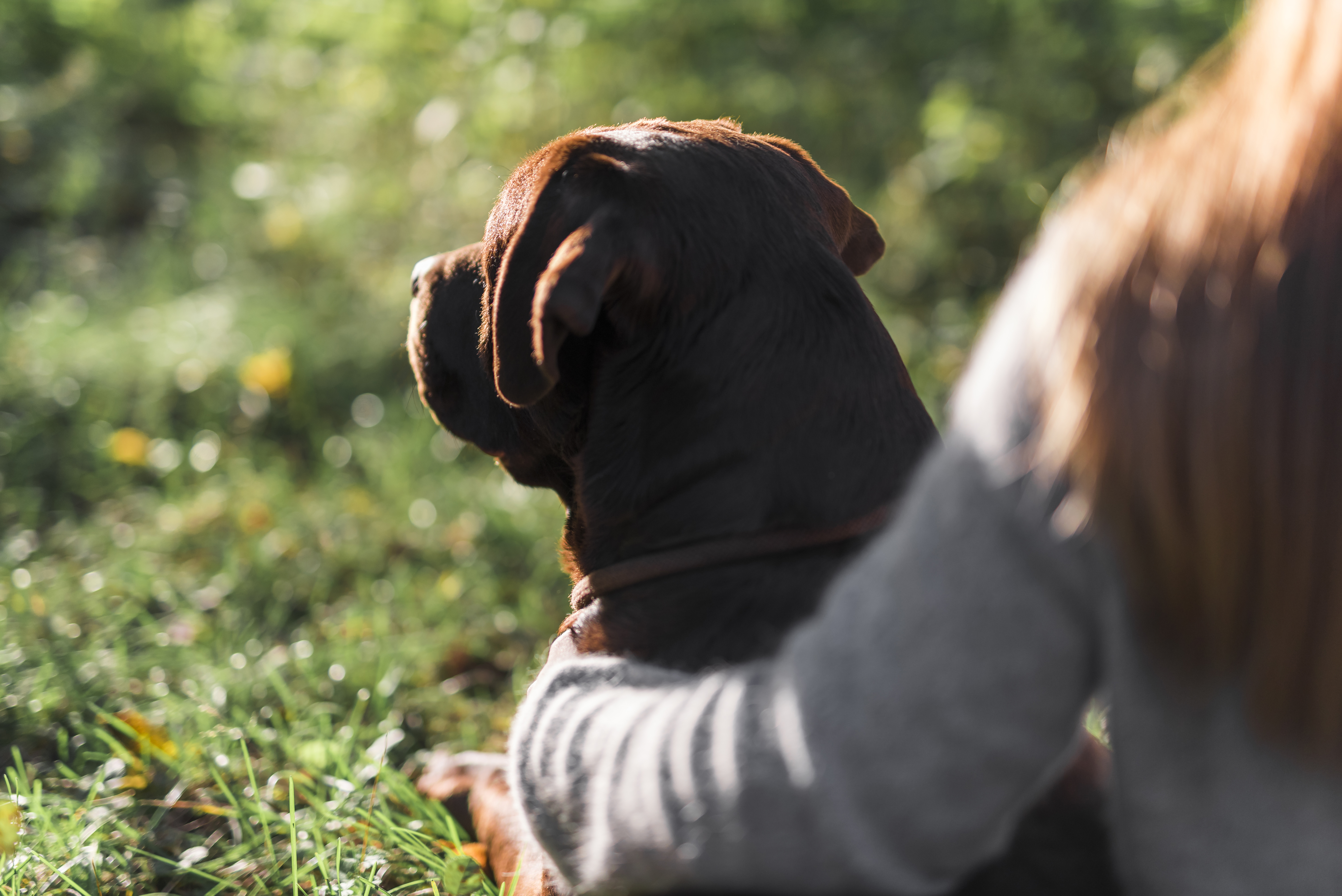 Hund steuerlich und ordnungsbehördlich richtig anmelden
