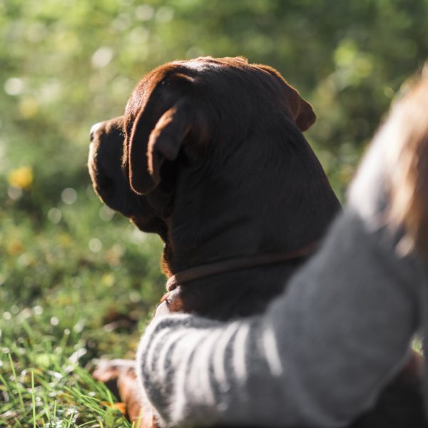 Das Ordnungsamt informiert: Alle Hunde sind ordnungsbehördlich anzumelden!