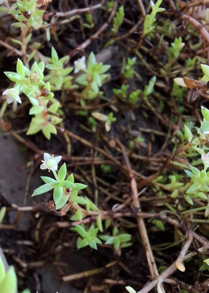 Achtung! Australisches Nadelkraut (Crassula helmsii) festgestellt